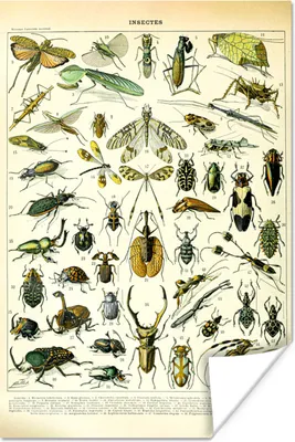 Produktbild von MuchoWow® Poster Insekten - Tiere - Gestaltung 80x120 cm - Papierdruck