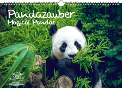 Produktbild von Pandazauber DIN A3 Kalender - Immerwährender Kalender Panda - Seelenzauber