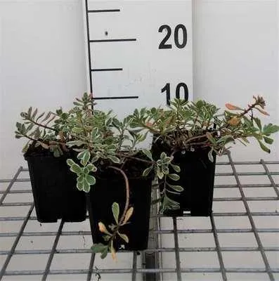Image de 6 x Sedum spur. variegatum' - Feuille grasse - Pot 9 x 9 cm