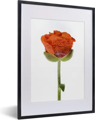 Produktbild von MuchoWow® MuchoWow® Gerahmtes Poster Oranger Mohn vor weißem Hintergrund 30x40 cm - Poster mit zchwarzem Bilderrahmen - Wandposter Schlafzimmer