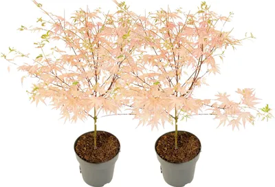 Zdjęcie produktu dla Klon japoński - 2 szt - Acer Palmatum 'Taylor' - Wysokość 35-55cm - ⌀15cm