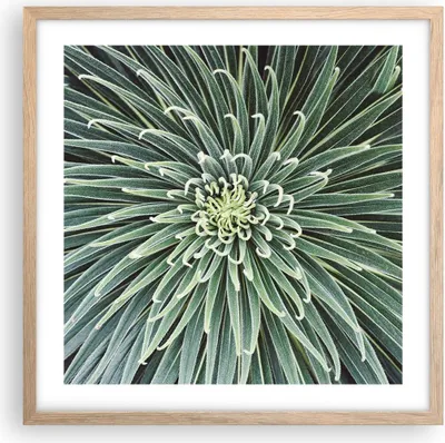 Produktbild von Gerahmtes Poster - Rahmen in heller Eiche - Agave Grün Pflanze - 50x50 cm - Wand Bild - Wanddeko - Wandbilder - Kunstposter - Wandposter - Bilderrahmen - Bilder - Kunstdruck - P2NAC50x50-4905