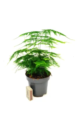 Produktbild von DIXIE STORE Asparagus Setaceus Zimmerpflanze Lebender Topffarn - 28cm
