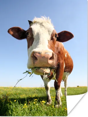 Produktbild von MuchoWow® Poster Kuh - Tiere - Blumen - Gras 120x160 cm - Wandbilder