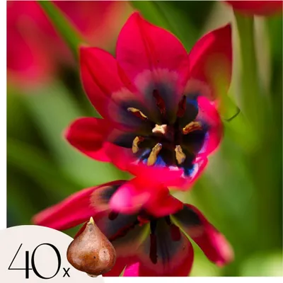 Produktbild von Tulpenzwiebeln - 40 Stk - Tulipa 'Little Beauty' - Blumenzwiebeln - Rot