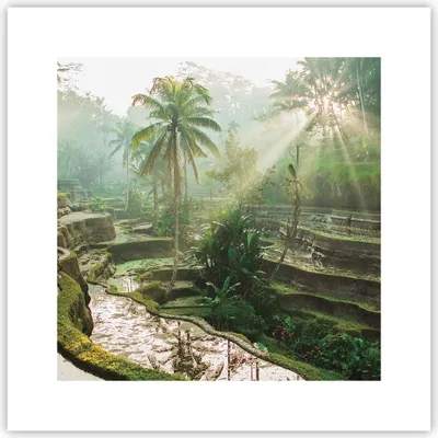 Produktbild von Poster - Poster ohne Rahmen - Terrassen Reis Palmen - 30x30 cm - Wand Bild - Wanddeko - Wandbilder - Kunstposter - Wandposter - Bilder - Kunstdruck - Wanddekoration - Wandbild - P2XAC30x30-4665