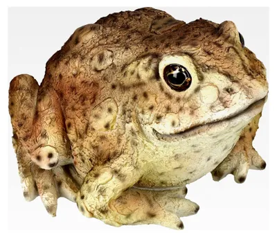Produktbild von Gartenfigur: Kröte von HotAnt 12,5 cm - Wetterfester Frosch für den Garten