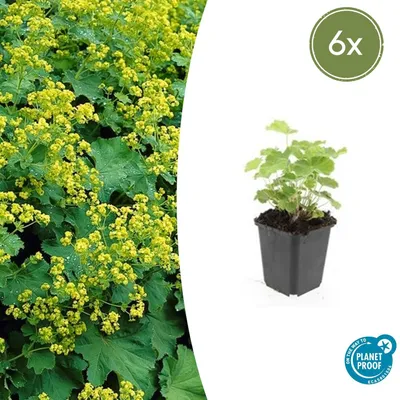 Image de Alchémille - Alchemilla mollis - Plante vivace - pot de 9cm - lot de 6 plantes
