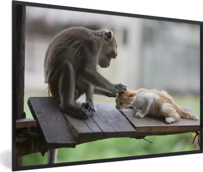 Produktbild von MuchoWow® MuchoWow® Gerahmtes Poster Katze - Affe - Holz 90x60 cm - Poster mit zchwarzem Bilderrahmen - Fotorahmen - Foto-Plakat