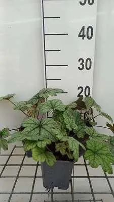 Produktbild von 6 x  Heucherella hybr. 'Kimono'® - Bastardschaumblüte - Topf 9 x 9 cm
