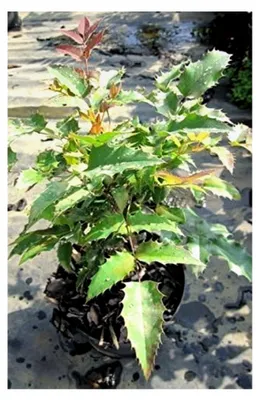 Produktbild von Mahonia aquifolium - Stechdornblättrige Mahonie