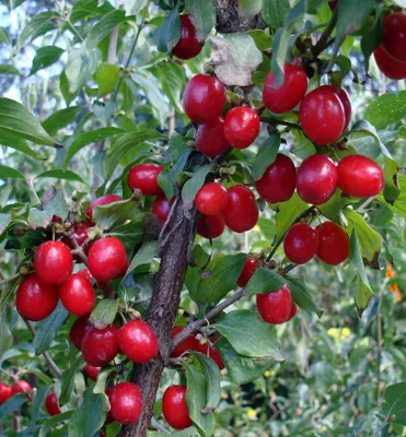 Produktbild von Kornelkirsche 80-90 cm, Cont. 3 l