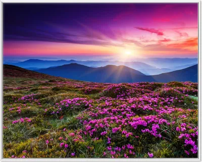 Produktbild von Wallario Wandbild Blumenbedeckte Wiese bei Sonnenuntergang, Größe: 40,30 x 50,30 cm, Poster mit weißem Aluminiumrahmen