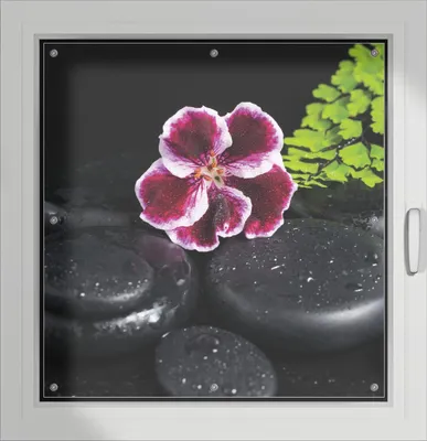 Produktbild von Wallario Lichtschutzbild, Dekorativer Sichtschutz Sonnenschutz 96 x 100 cm mit Motiv: Geranienblüte auf schwarzen Steinen, benetzt mit Wassertropfen - Verdunklung ohne Bohren