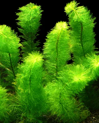 Produktbild von 1 Bund Rotstengeliges Tausendblatt (M. Scabratum)