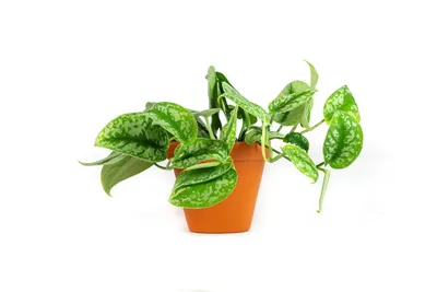 Obrázok produktu pre Gardners Scindapsus pictus Trebi, priemer 12 cm
