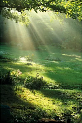 Produktbild von Wallario selbstklebendes Poster - Sonnenstrahlen im Wald, Größe: 61 x 91,50 cm
