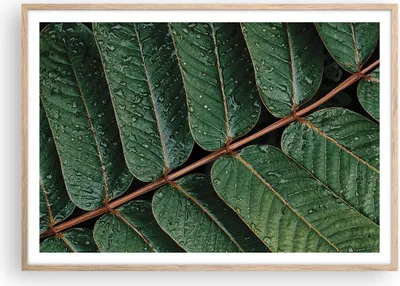 Produktbild von Gerahmtes Poster - Rahmen in heller Eiche - Tropfen Wasser Blätter - 100x70 cm - Wand Bild - Wanddeko - Wandbilder - Wandposter - Bilderrahmen - Bilder - Kunstdruck - Wandbild - P2NAA100x70-4328
