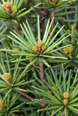 Produktbild von Sciadopitys verticillata 'Beauty Green', Japanische Schirmtanne, 40–50 cm