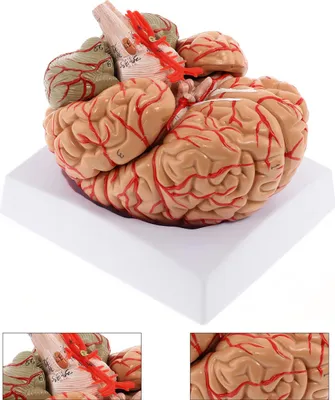 Produktbild von Menschliches Gehirnmodell – 8-teiliges, lebensgroßes anatomisches Modell mit farbcodierten Arterien, geeignet für den Unterricht und Demonstrationen.