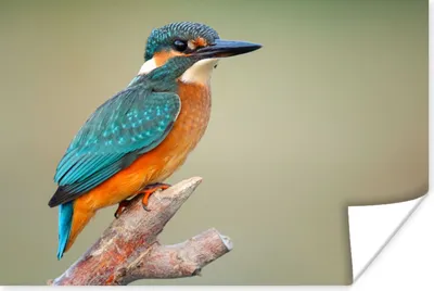Produktbild von MuchoWow® Poster Vogel - Eisvogel - Zweig 120x80 cm - Bilder