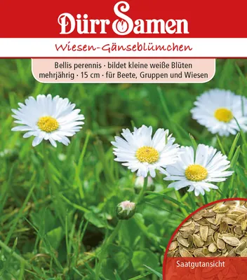 Produktbild von Wiesen Gänseblümchen | Gänseblümchensamen von Dürr Samen