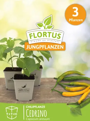 Produktbild von Chilipflanze Cedrino | Chilipflanzen von FLORTUS, Menge:3 Pflanzen