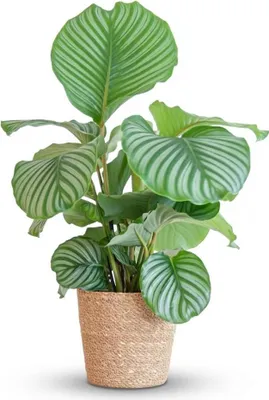 Image de Green boutiQ - Plante d'intérieur - Plante paon - Calathea Orbifolia - Vert - Peu d'entretien - 1 plante - avec panier - Pot 21 cm - Hauteur 60 à 70 cm