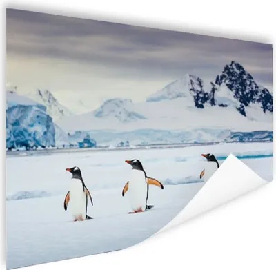 Produktbild von MuchoWow® Poster Drei Pinguine 180x120 cm - Fotoplakat