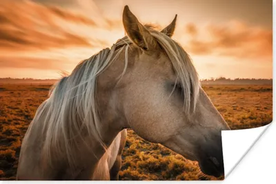 Produktbild von MuchoWow® Poster Pferd - Tiere - Porträt 60x40 cm - Schlafzimmerdekoration