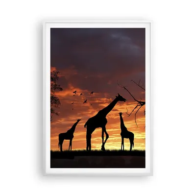 Produktbild von Gerahmtes Poster - Weißer Rahmen - Giraffe Afrika Sonne Safari - 70x100 cm - Wand Bild - Wanddeko - Wandbilder - Wandposter - Bilderrahmen - Bilder - Kunstdruck - Wandbild - P2WPA70x100-0507