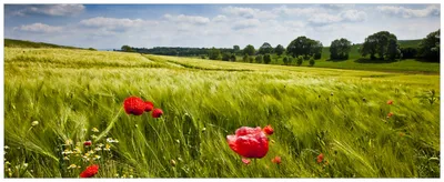 Produktbild von Wallario Wandbild aus Acryl, 200 x 80 cm, freischwebende Optik - Mohnblumenwiese auf grüner Wiese unter blauem Himmel