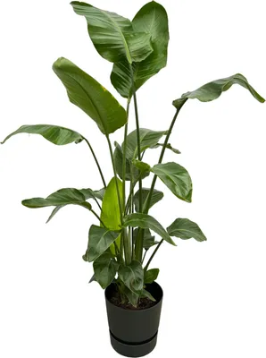 Zdjęcie produktu dla Trendyplants - Strelitzia Nicolai w tym elho Greenville Round czarny - 160 cm - Ø30cm