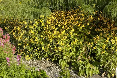 Produktbild von Rudbeckia triloba, Dreilappiger Sonnenhut, gelb, ca. 9x9 cm Topf