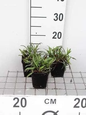Zdjęcie produktu dla 6 x Aster n.-b. 'Patricia Ballard' - Aster jesienny - doniczka 9 x 9 cm