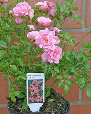 Produktbild von 20x The Fairy wunderschön robust reich rosa blühend Bodendecker Rose 20-30 cm