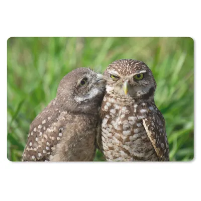 Produktbild von MuchoWow® Schreibtischunterlage Eulen - Vögel - Gras 60x40 cm - XXL Mauspad - Großes Mauspad