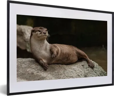 Produktbild von MuchoWow® Gerahmtes Poster Otter auf Stein 60x40 cm - Poster mit Schwarzem Bilderrahmen Wandposter Rahmen Foto Bilder - Schlafzimmer - Plakat in Rahmen - Drucken
