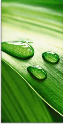 Produktbild von ARTland Glasbild Nahaufnahme eines grünen Pflanzenblattes Größe: 30x60 cm