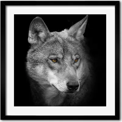 Produktbild von Bild - 50 cm x 50 cm - MDF - Rahmen, Wandkunst - Wolf
