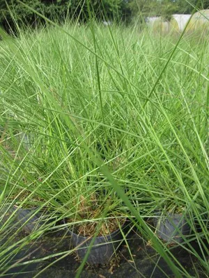 Produktbild von Lampenputzergras Herbstzauber - Pennisetum alopecuroides - Federborstengras