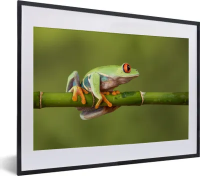 Produktbild von MuchoWow® MuchoWow® Gerahmtes Poster Rotäugiger Quecksilberfrosch auf Bambus 40x30 cm - Poster mit zchwarzem Bilderrahmen - Bilderrahmen - Poster im Rahmen