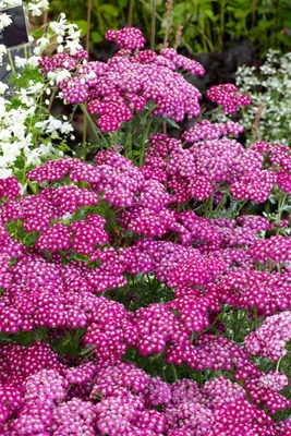 Produktbild von Achillea millefolium 'Sammetriese', Schafgarbe, ca. 9x9 cm Topf