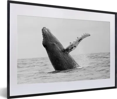 Produktbild von MuchoWow® MuchoWow® Gerahmtes Poster Buckelwal im Meer bei Costa Rica in schwarz-weiß 60x40 cm - Poster mit zchwarzem Bilderrahmen - Schlafzimmer - Plakat in Rahmen - Drucken