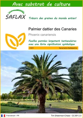 Image de SAFLAX  - Palmier dattier des Canaries - 10 graines - Avec substrat - Phoenix
