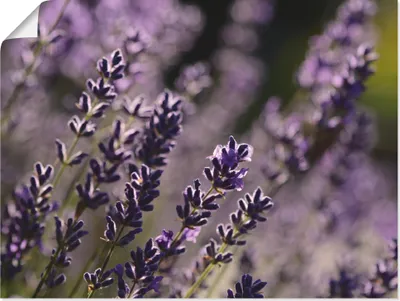 Produktbild von ARTland Poster Lavendel Nahaufnahme Größe: 120x90 cm