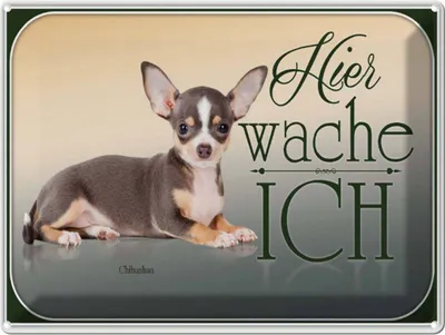 Produktbild von vianmo Blechschild 30x40 cm Hund Welsh Corgi hier wache ich
