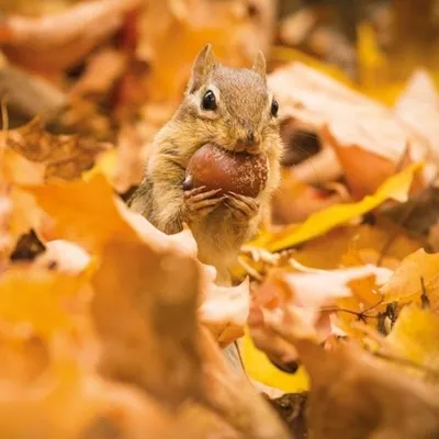 Produktbild von Square Chipmunk greeting card with acorn