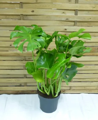 Produktbild von [Palmenlager] Monstera deliciosa - Fensterblatt - 90 cm - Pot 21 cm Ø - Zimmerpflanze