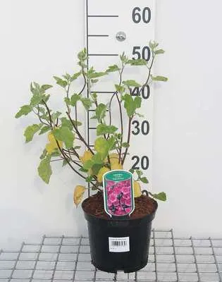 Productafbeelding van Lavatera hybr. 'Burgundy Wine' - Struikmalve, 25-30 cm - Geschikt voor potten